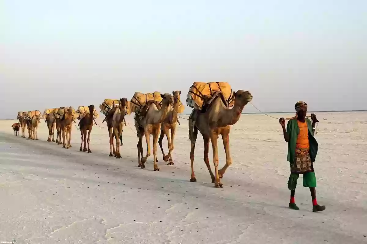 الودعاني وش يرجع؟! أصل ونسب الودعاني وديرتهم