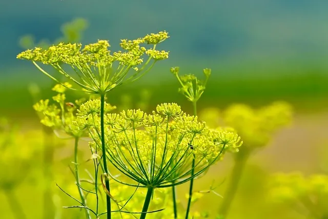 كيفية بدء مشروع زراعة الشمر 