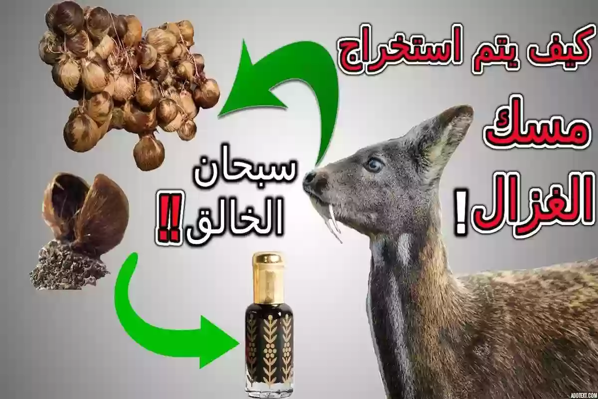 ما أنواع المسك ومن أين يستخرج