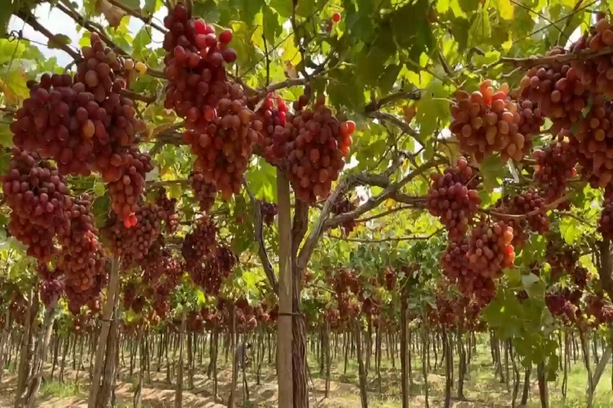 زراعة العنب في الأراضي الصحراوية