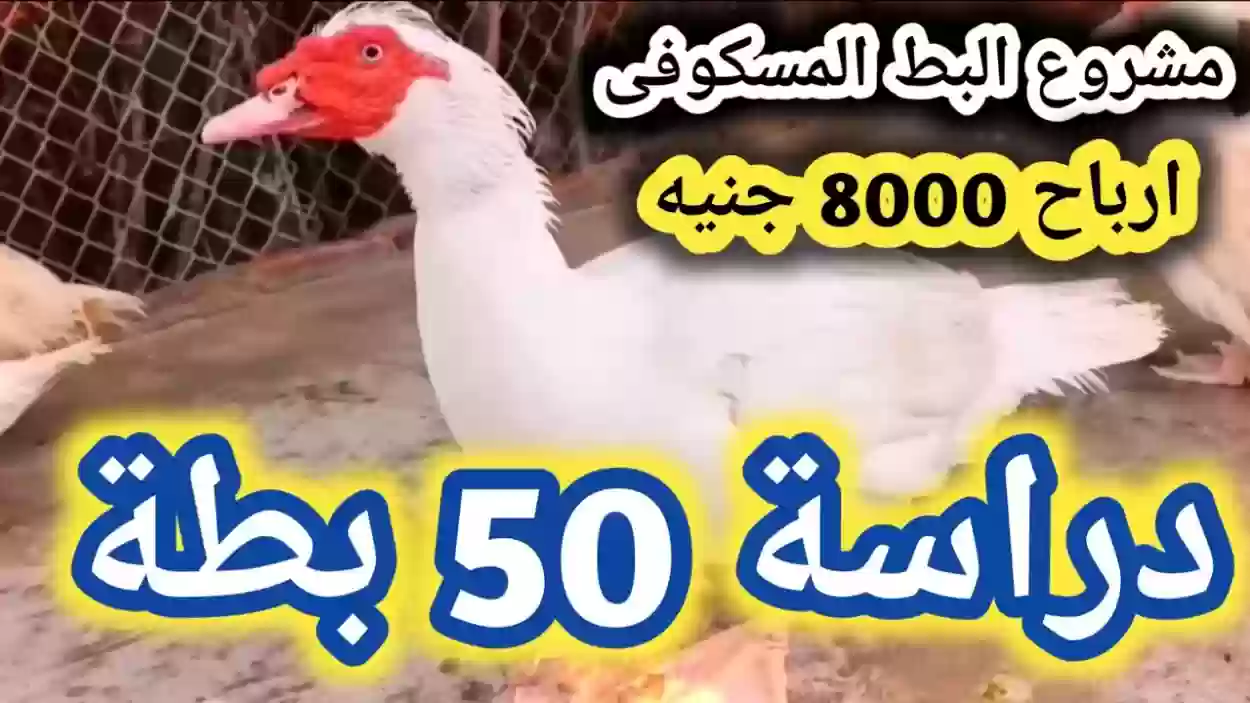 دراسة جدوى تربية البط المسكوفي